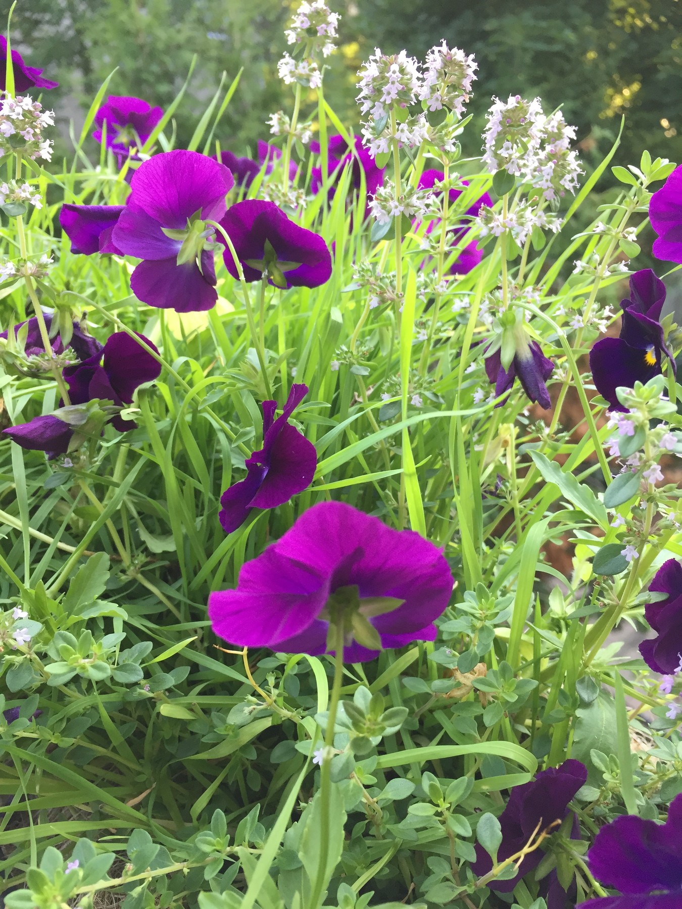 purple flowers | OakvilleNews.Org
