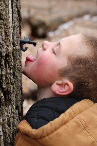 young boy drink sap from a tapped maple tree