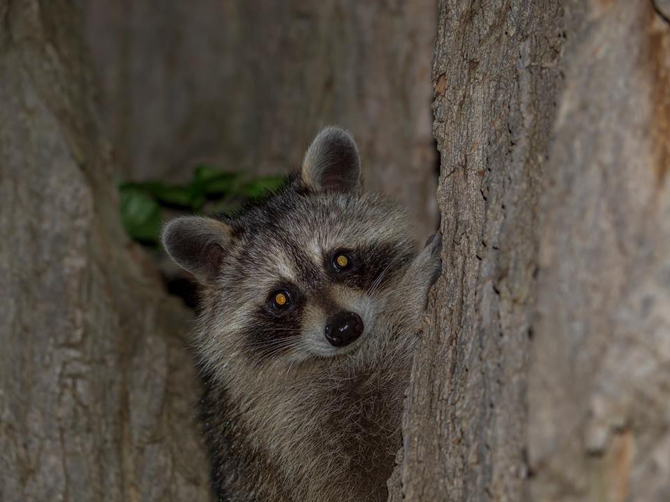 Oakville: Tuesday, July 11/17 Racoon, Local Events, Upcoming Events, Weather Forecast, Events Calendar | Brian Gray Photography