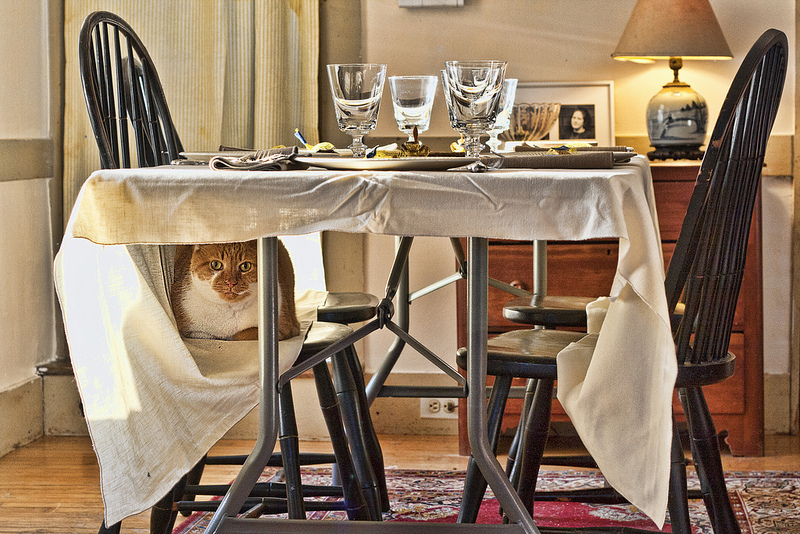 Cat on a chair under a set table | Muffet  -  Foter  -  CC BY