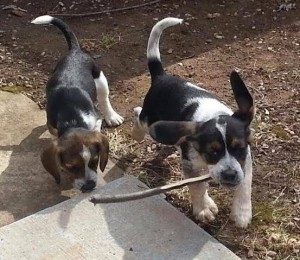 Beagle Puppies having fun |  Beagle puppies having fun at the Oakville Milton Human Society - Photo Credit: OMHS