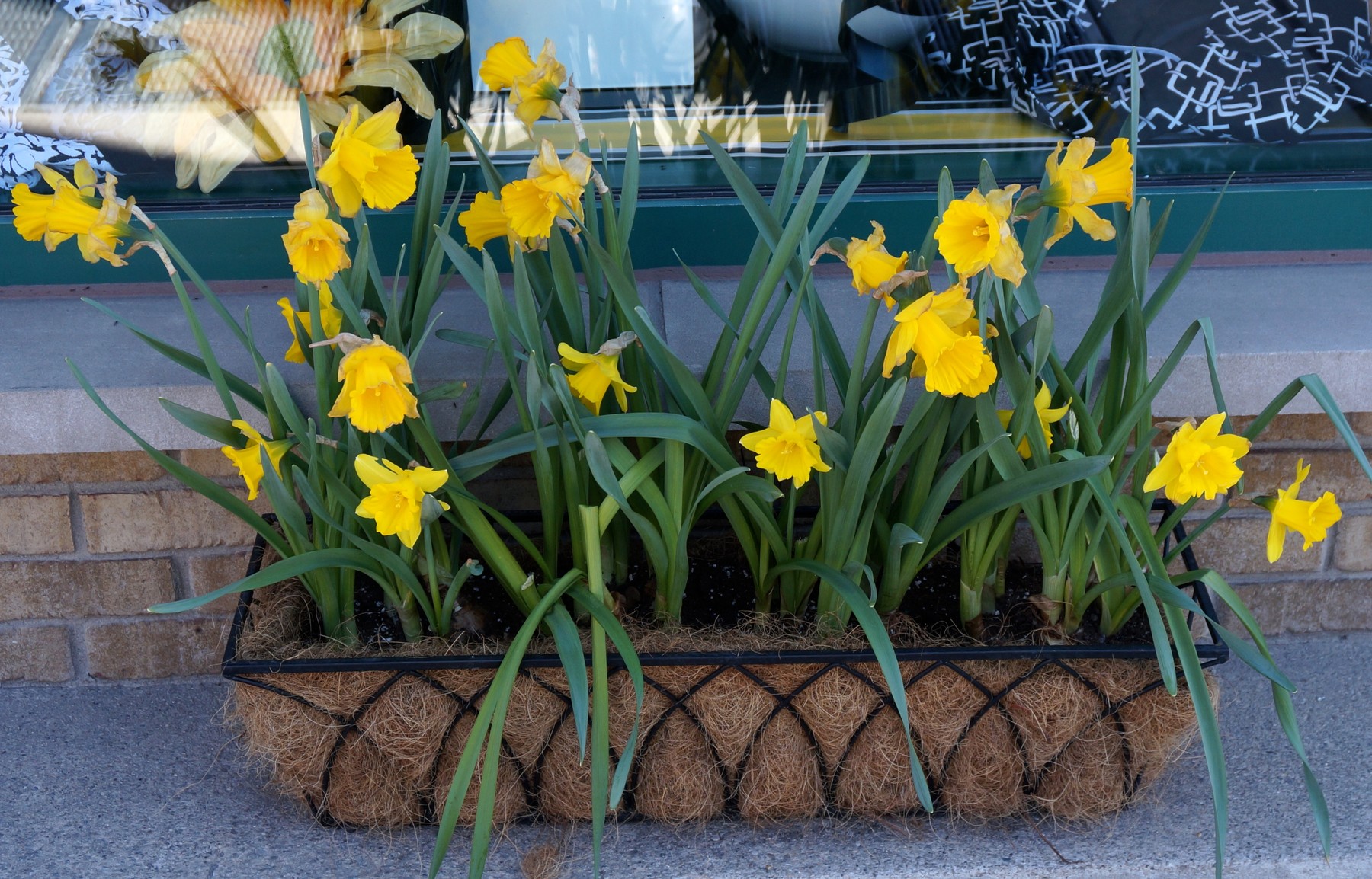 Spring Flowers, Oakville News