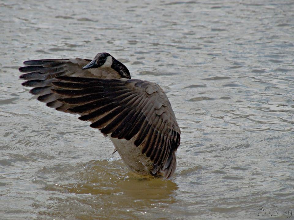 Canadian Goose | Brian Gray Photography