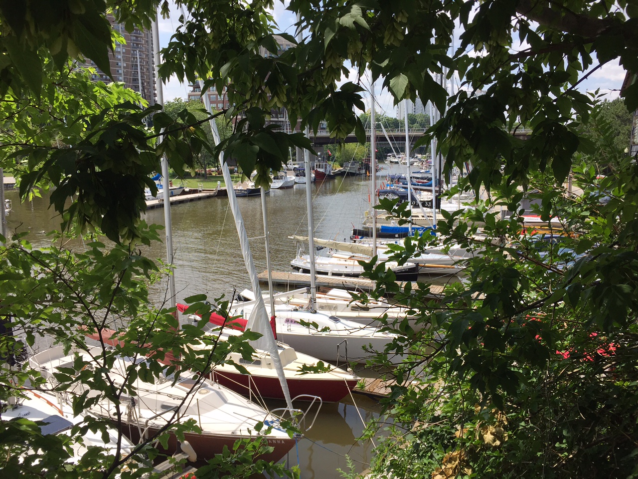 Sailboats in Oakville Harbour through leaves | OakvilleNews.Org