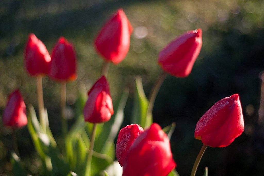 Oakville Events May 24 2017, Tulips Red | bruce.aldridge via Foter.com  -  CC BY-SA