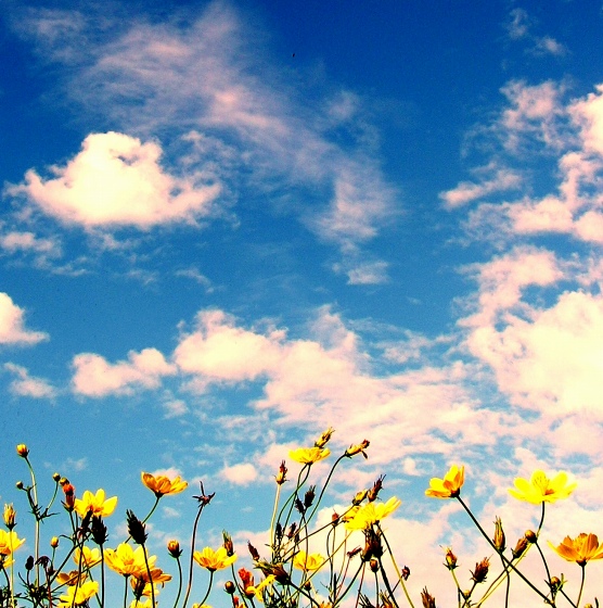 Blue Sky over a field of flowers | kiukey  -  Foter  -  CC BY 2.0
