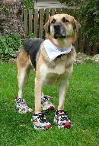 A dog wearing running shoes | Oakville   & amp;   Milton Humane Society