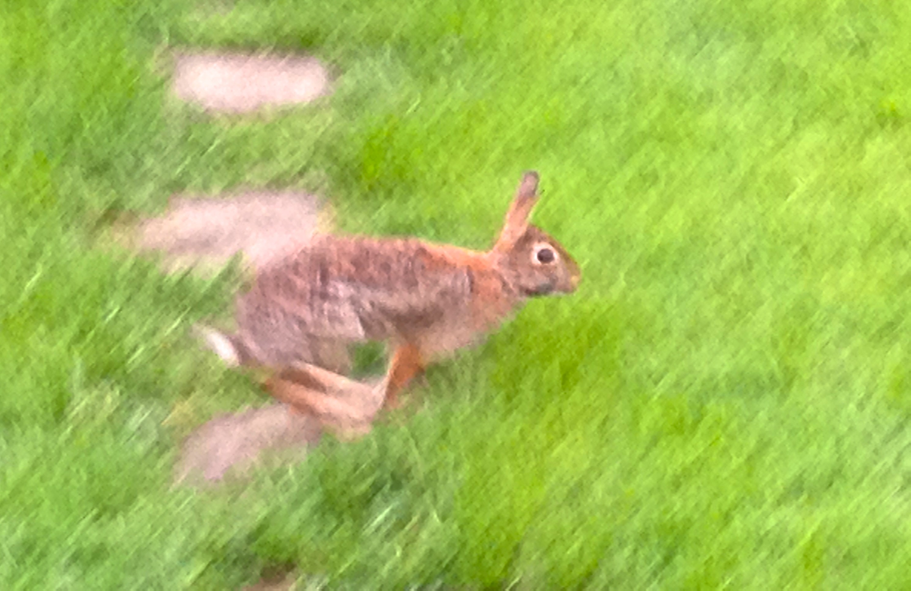 Bunny hopping over grass | Oakville News