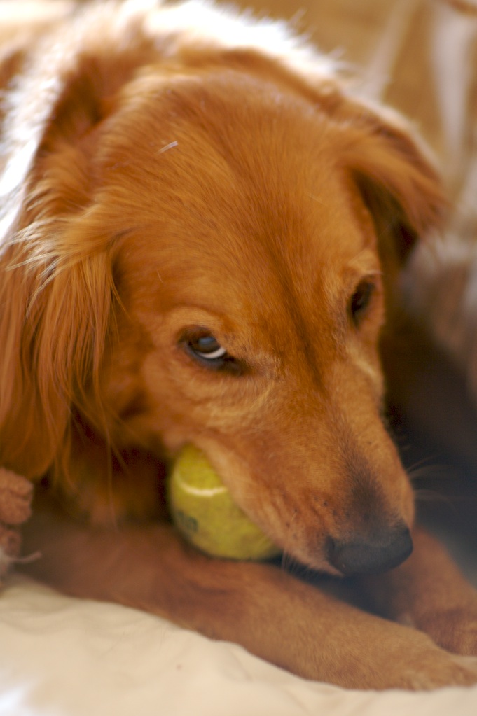 Golden Retriever with a Tennis Ball | Andrew Morrell Photography  -  Foter  -  CC BY-ND 2.0