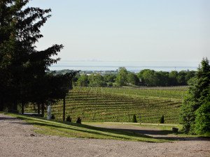 Mike Weir Winery vineyard view