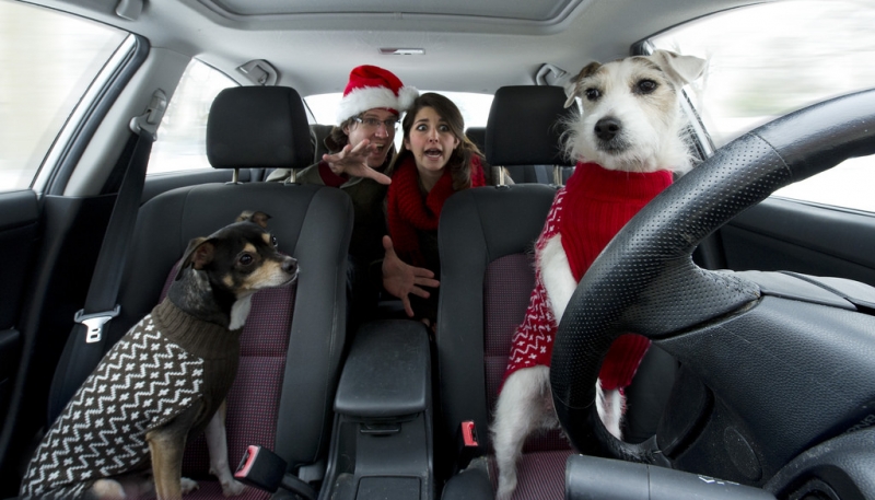 Dogs Driving a Car | Dusty J via Foter.com  -  CC BY