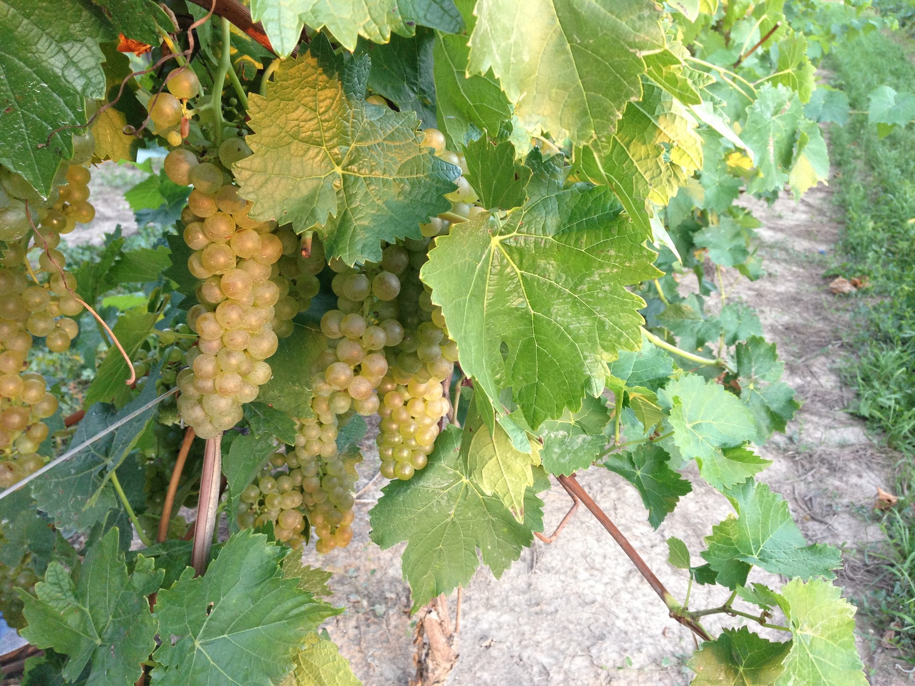 Vidal Blanc grapes, NCTW vineyard | C. Silversides