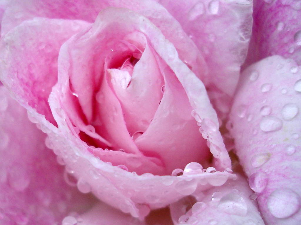 Pink rose with rain drops | W J (Bill) Harrison  -  Foter  -  CC BY 2.0