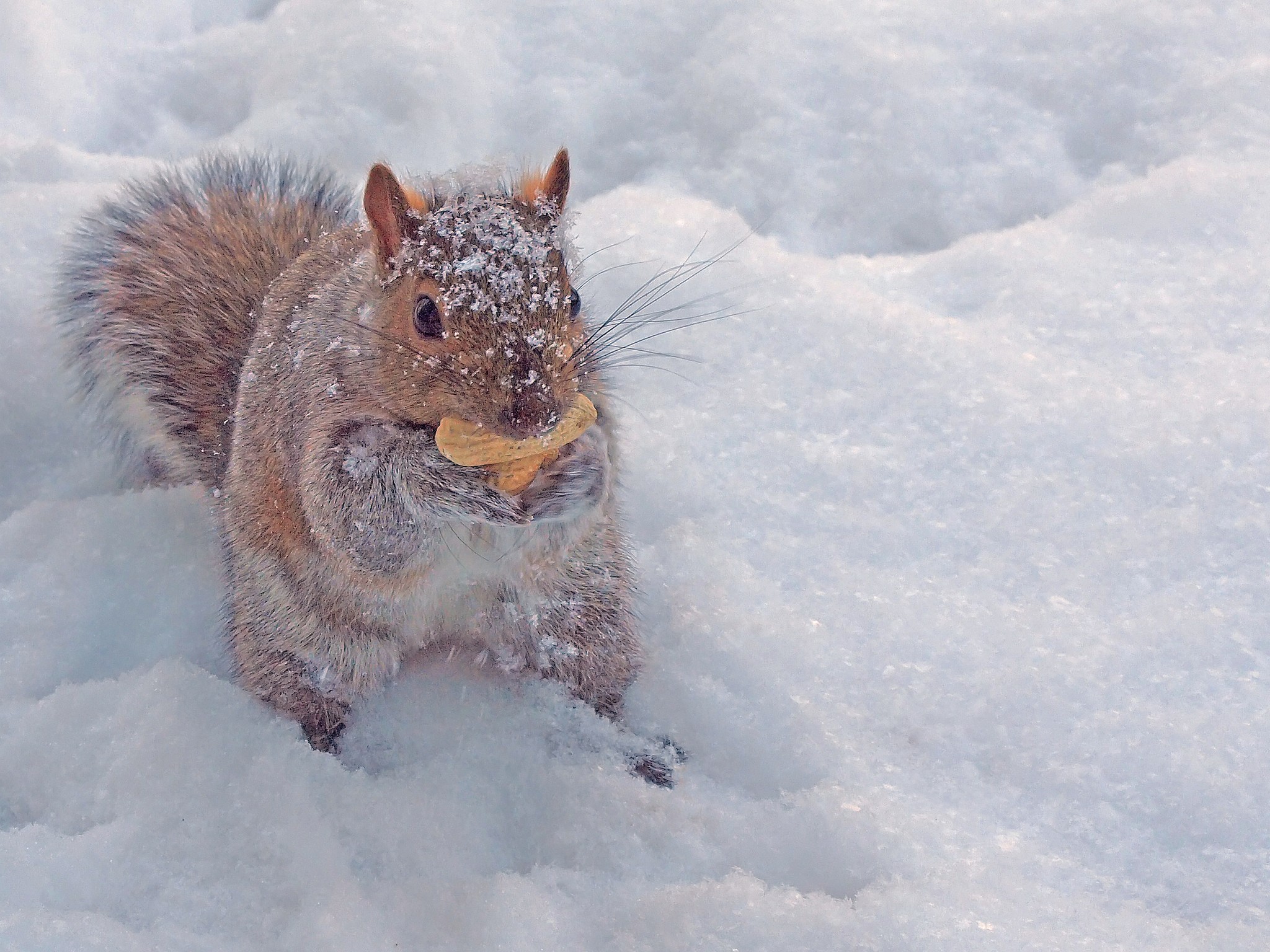 Squirrel with peanut in snow | Jim Bauer
