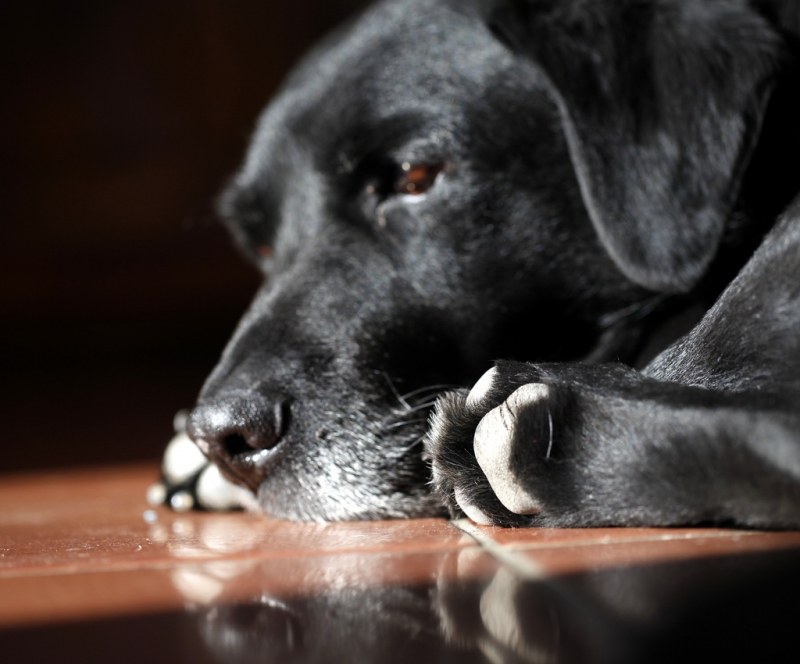 Black Lab relaxing in the sunlight | jenny downing  -  Foter  -  CC BY 2.0