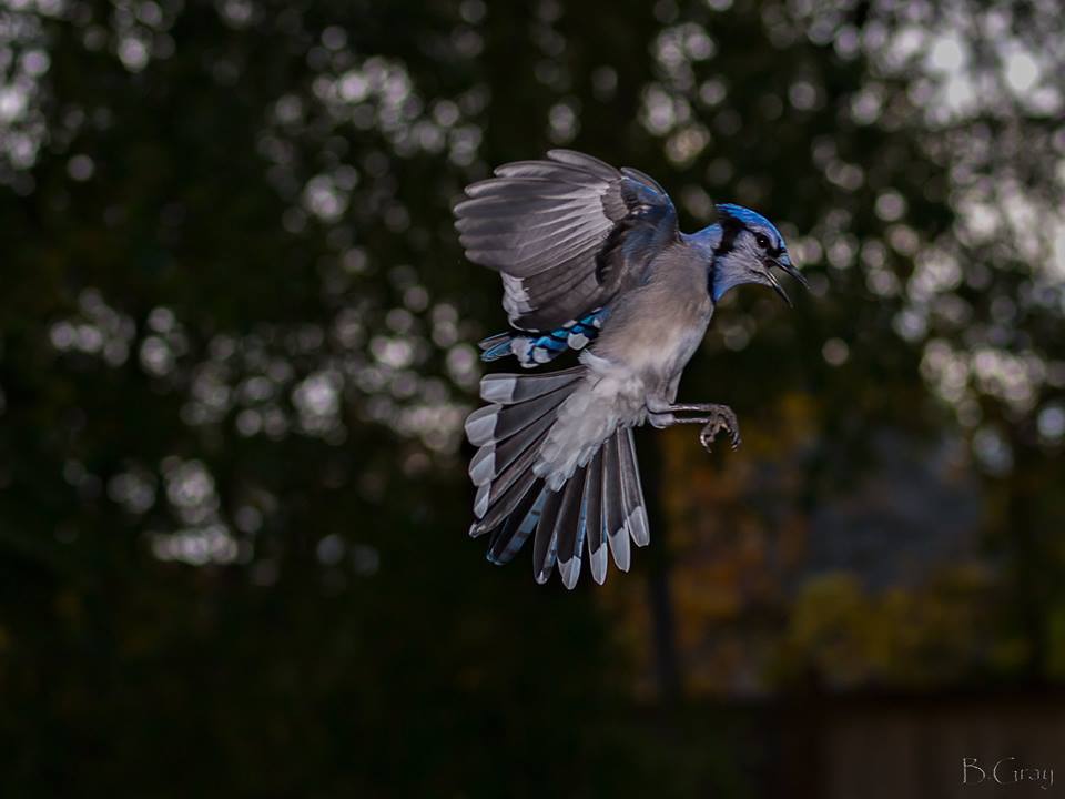 Blue Jay in Flight | Brian Gray Photography