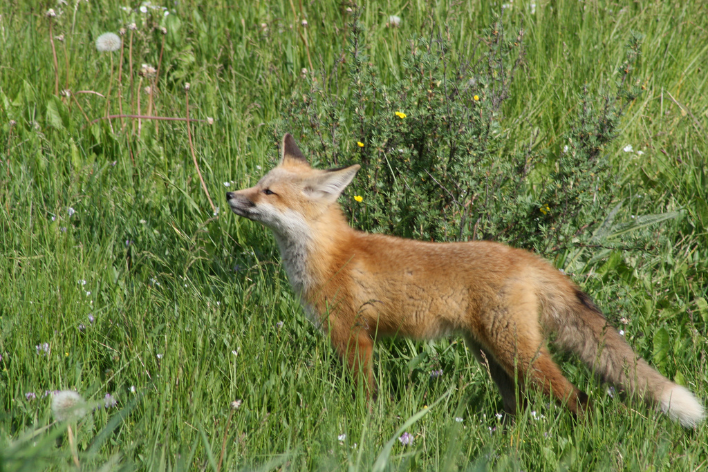 Red fox pup in a field | Photo credit: cbrown1023  -  Foter  -  CC BY 2.0