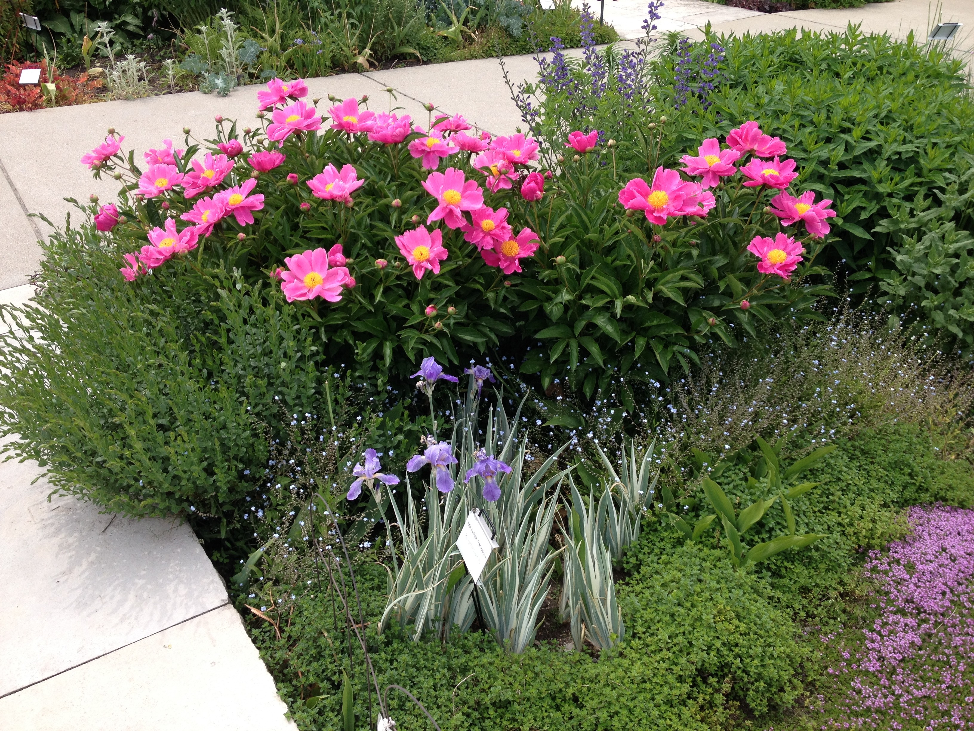 Flowers by a path | Oakville News