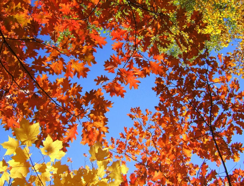 Oakville: October 13 to 15, 2017 looking at a blue sky through coloured leaves | Micky**  -  Foter  -  CC BY