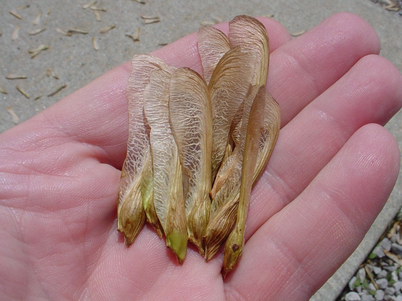 Maple Seeds in an open hand | Counselman Collection  -  Foter  -  CC BY-SA