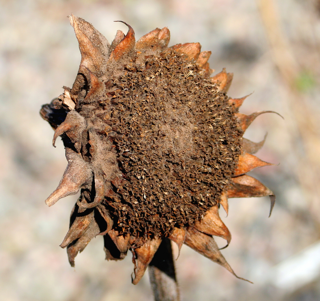 Sunflower picked clean in spring | foxypar4  -  Foter  -  CC BY