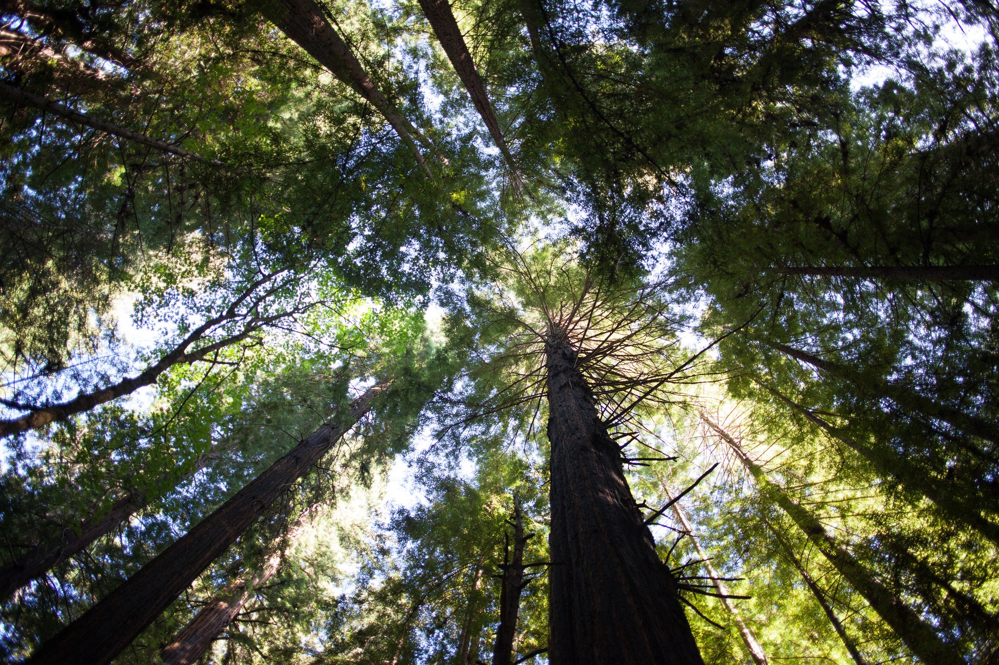 Redwood Forest Canopy | Neil Conway