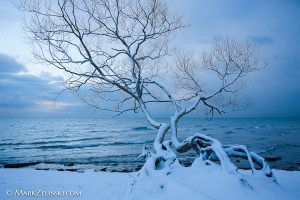 coronation-park-snow-tree-markzelinski.com-1 |  Watcher of The Lake, Coronation Park, Oakville, Ontario