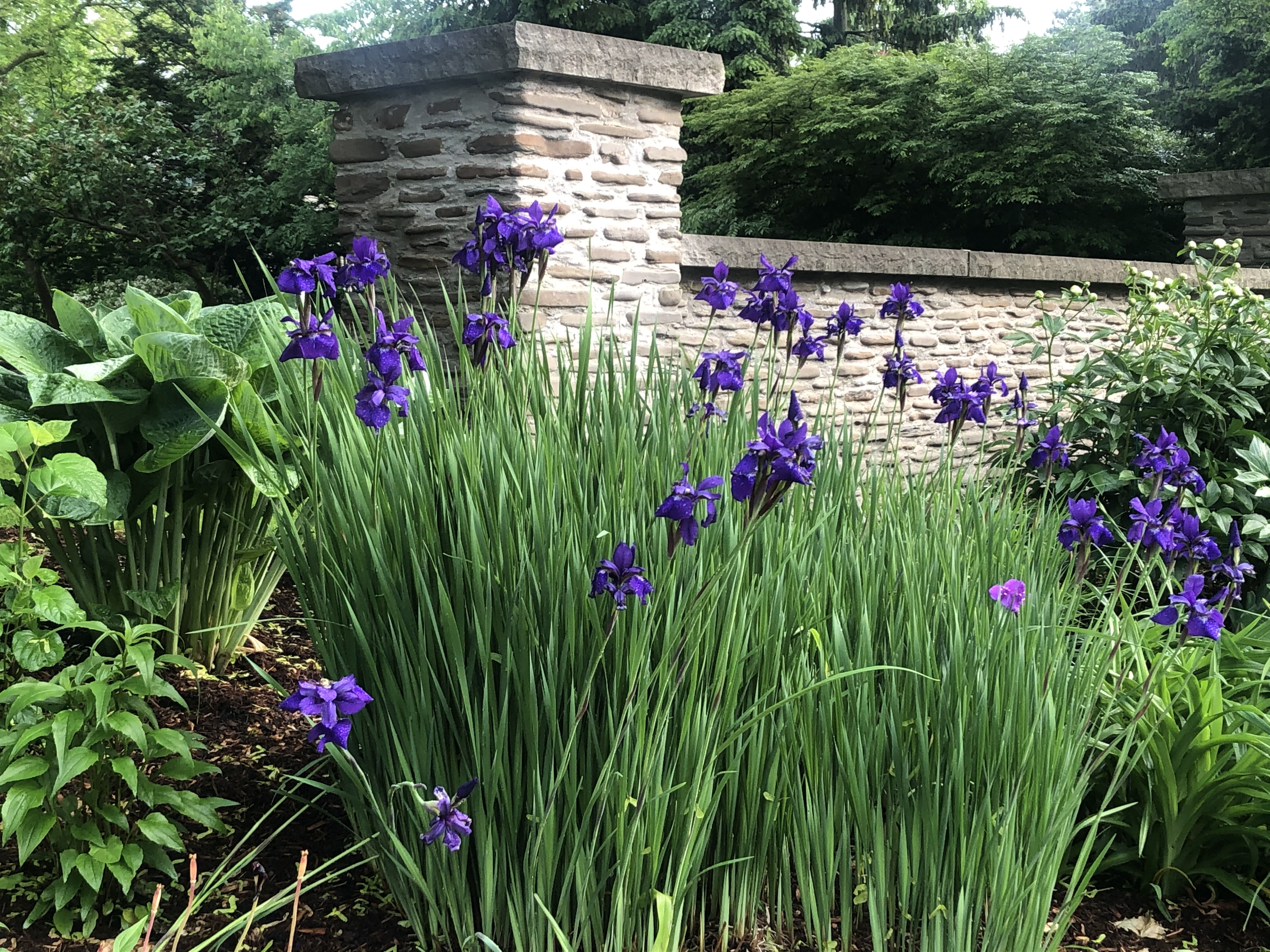 Lovely Siberian Iris | A perennial that likes moisture in the spring | Cheryl Young