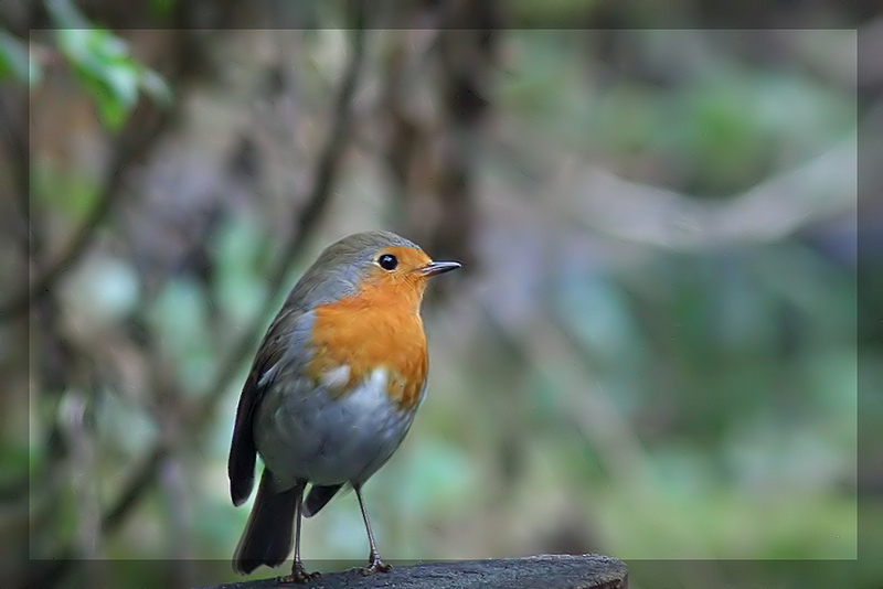 Robin on a branch |  pixelshoot (very busy)  -  Foter  -  CC BY 2.0