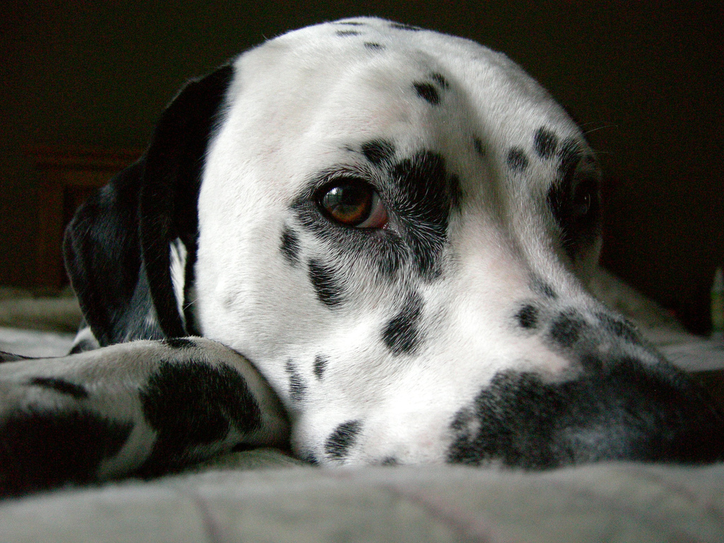 Dalmatian Dog look forward just the head | J. Chris Vaughan  -  Foter  -  CC BY-SA 2.0