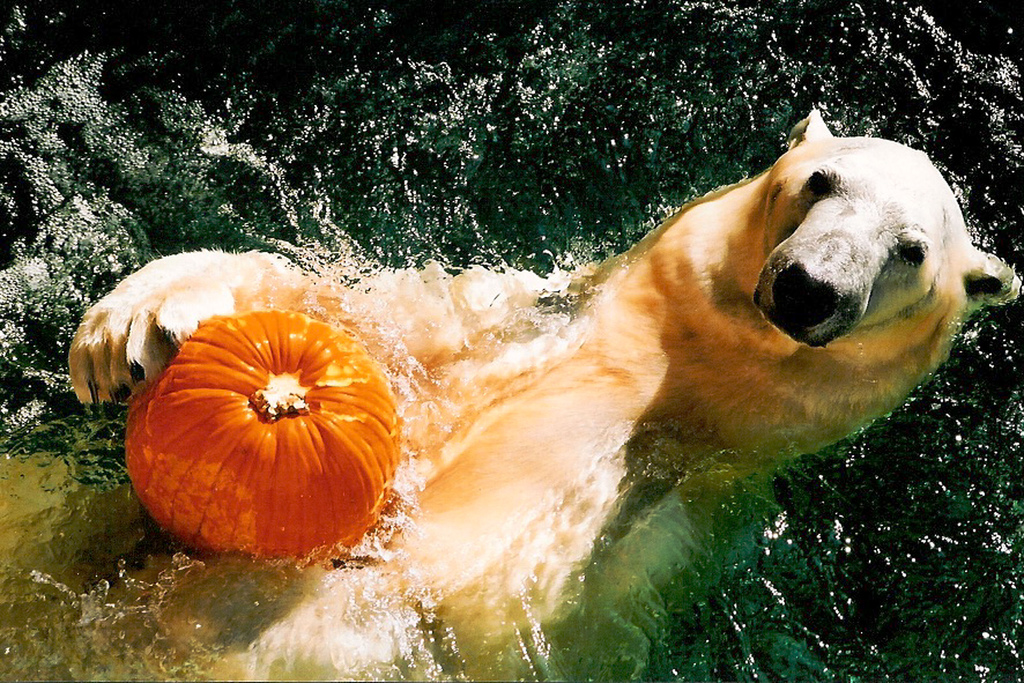polar Bear with pumpkin | ucumari photography via Foter.com  -  CC BY