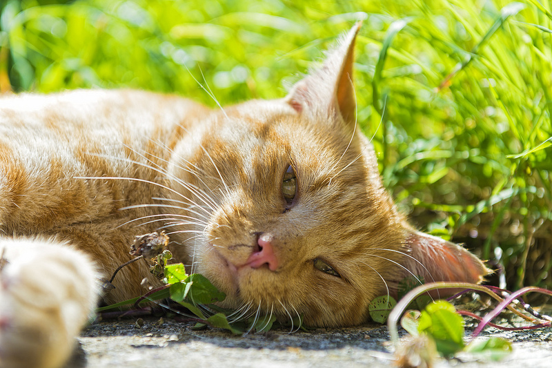 Close up of cat lying down outside in the sunshine | Tambako the Jaguar  -  Foter  -  Creative Commons Attribution-NoDerivs 2.0 Generic (CC BY-ND 2.0)