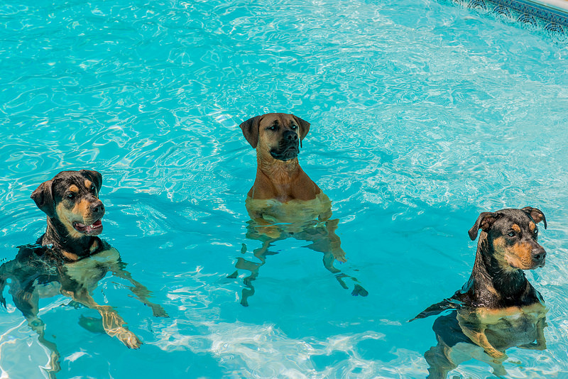3 Dogs in a Pool | Gatorgoon  -  Foter  -  CC BY-ND