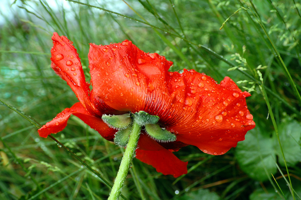 Poppy after downpour | [Duncan]  -  Foter  -  CC BY 2.0