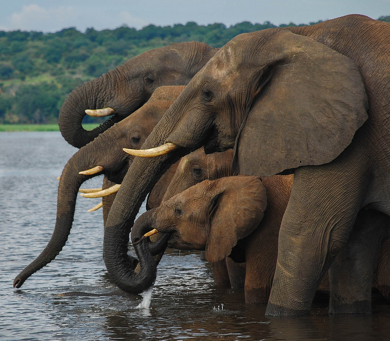 Elephants in water | Photo credit: CarolineG2011  -  Foter  -  CC BY-SA