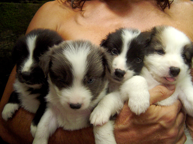 4 puppies | Helga Weber  -  Foter.com  -  CC BY-ND