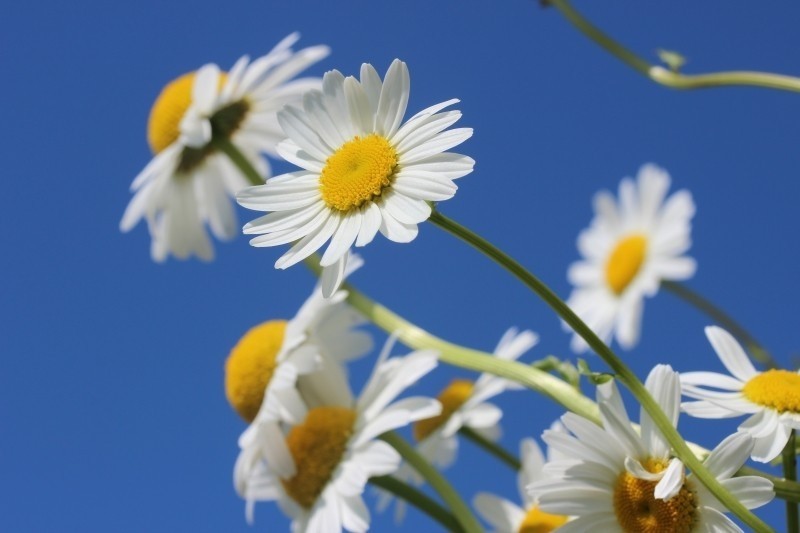 daisies-flower-spring-plant-nature-sky-summer | Foter.com  -  CC0