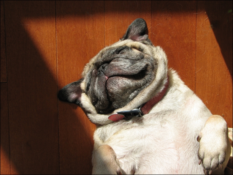 Pug on his back enjoying the sunshine | Яick Harris  -  Foter  -  CC BY-SA