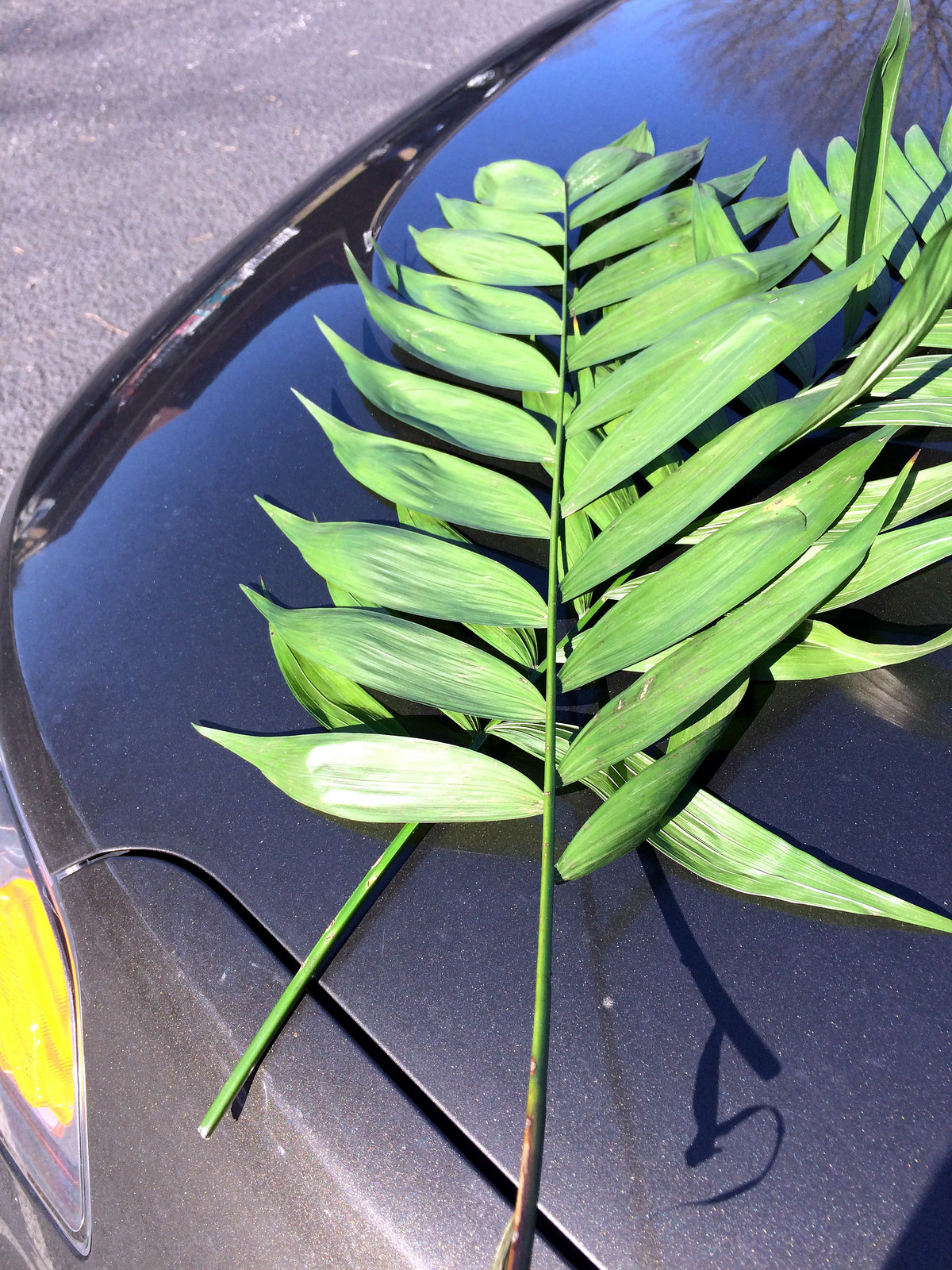 Palm leaves on the hood of a car | byzantiumbooks via Foter.com  -  CC BY