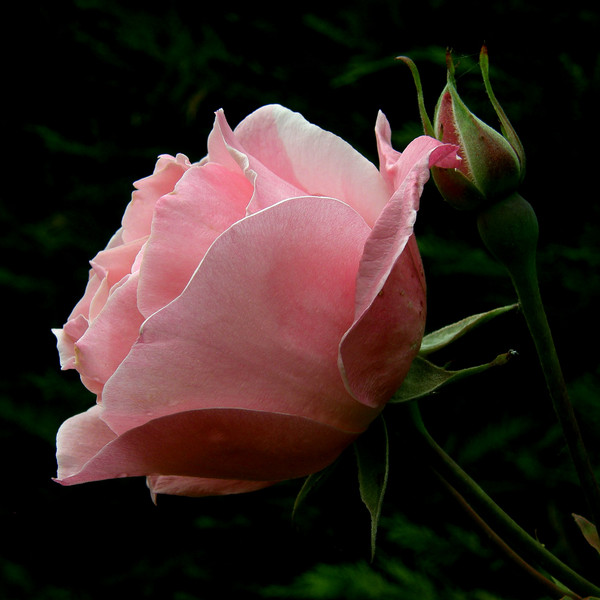 pink-beauty rose