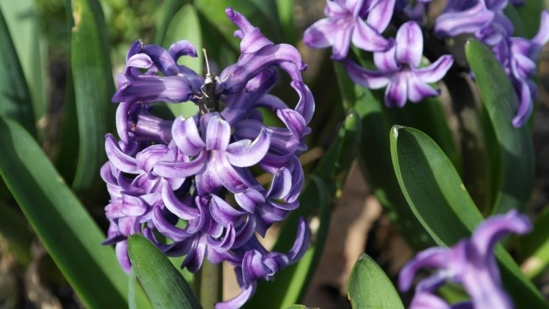 hyacinth-flowers | Foter.com