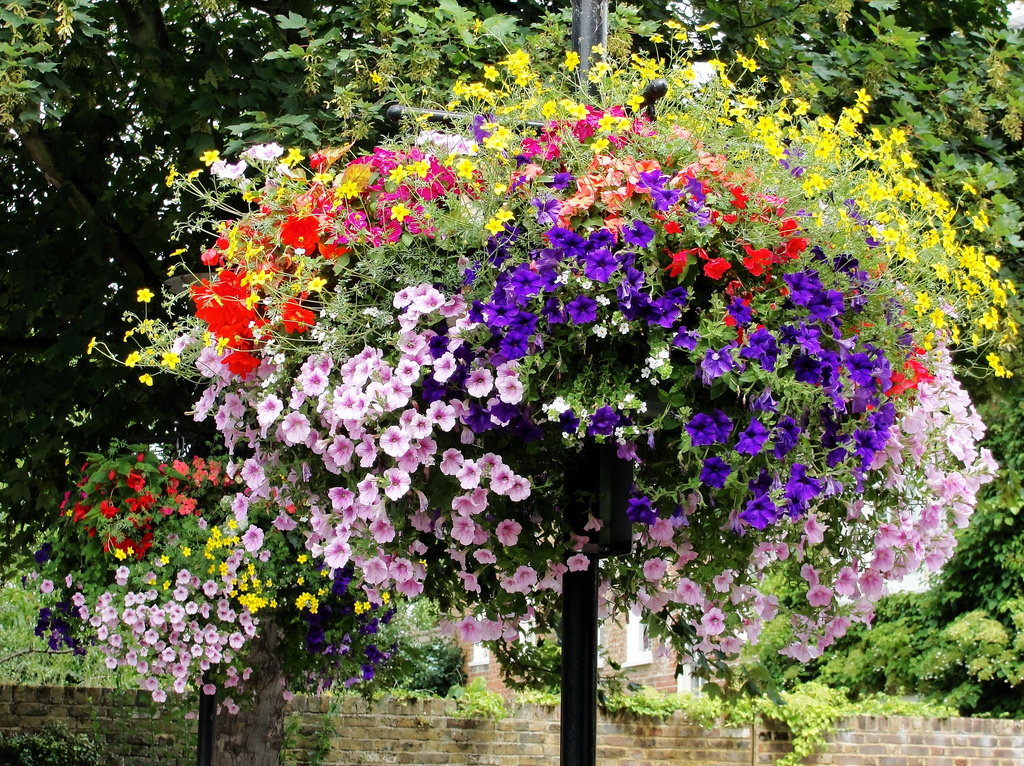 hanging outdoor flower basket | Maxwell Hamilton  -  Foter  -  CC BY 2.0