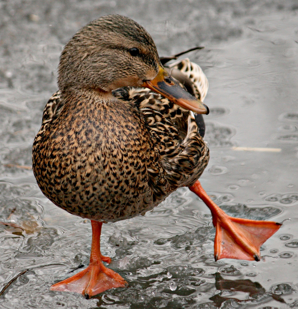 Duck Skating on Ice, | Ducklover Bonnie  -  iWoman  -  CC BY-ND