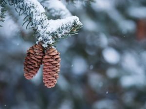 PLANT | The image above is not a Eastern White Pine. The correct information was provided by the Town of Oakville. The image is White Spruce which is a native species in Oakville. The Eastern White Pine is also a native species to Oakville; Photo by Aaron B... | Aaron Burden on Unsplash