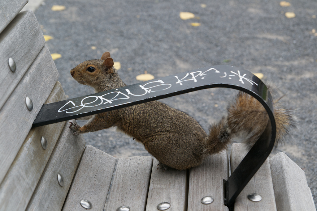 Rodent on Bench in Park | Photo credit: Clément Belleudy  -  Foter  -  CC BY-SA 2.0
