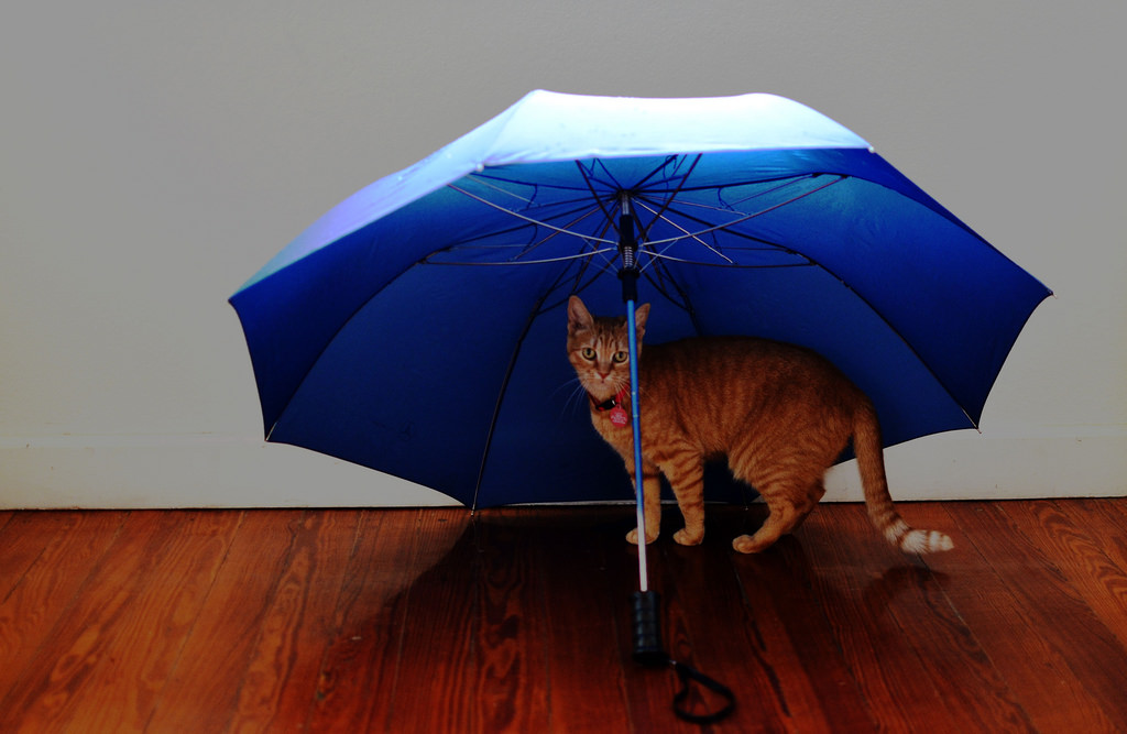 Cat under an Umbrella | ‌Bahadorjn via Foter.com  -  CC BY