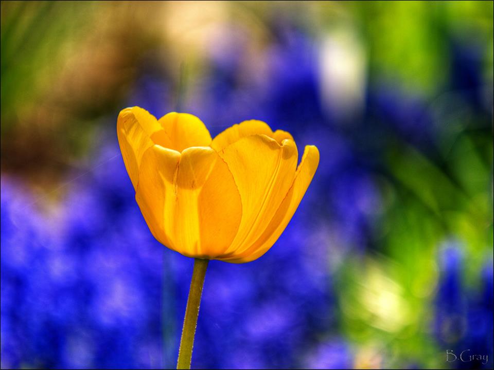 Tulip | Brian Gray Photography
