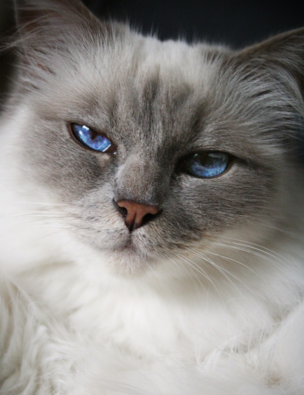 Head of grey long haired cat with bright blue eyes waiting for Spring to Arrive