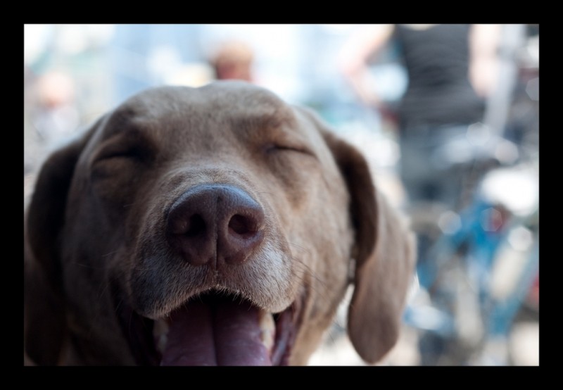 January 03-2018 Happy Dog | Britt Selvitelle via Foter.com  -  CC BY