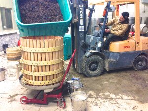 Vidal grapes being emptied into a basket press for juice extraction.  Photo credit: C. Silversides